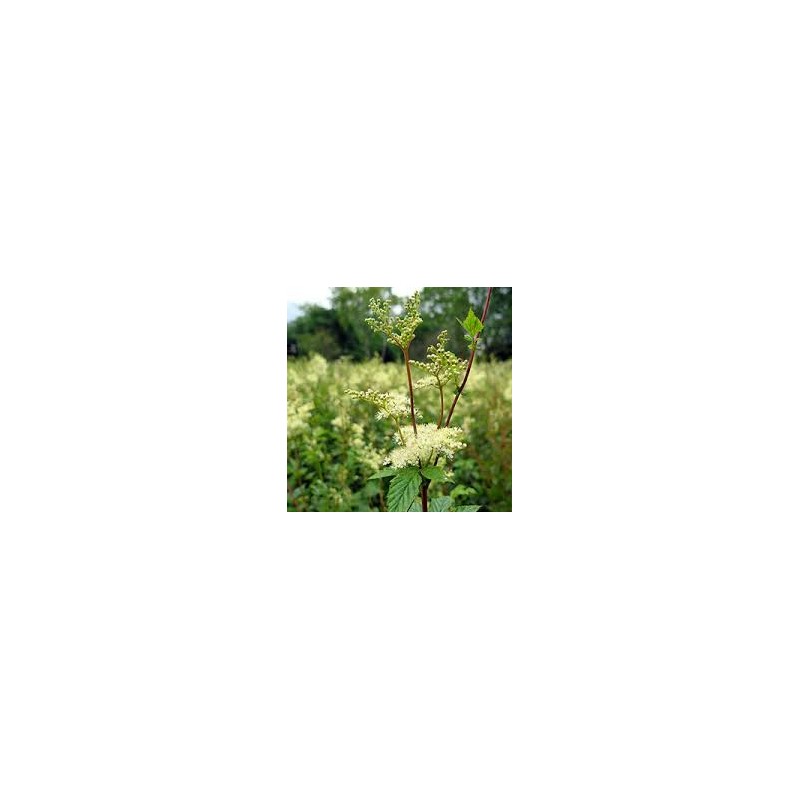 REINE-DES-PRÉS Fleur (Spiraea ulmaria) 100/250 G
