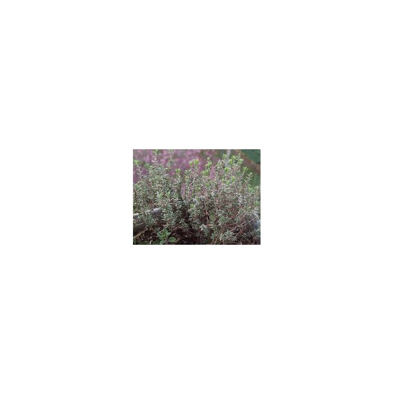 THYM GRIS Plante (Thymus) 100/250 G