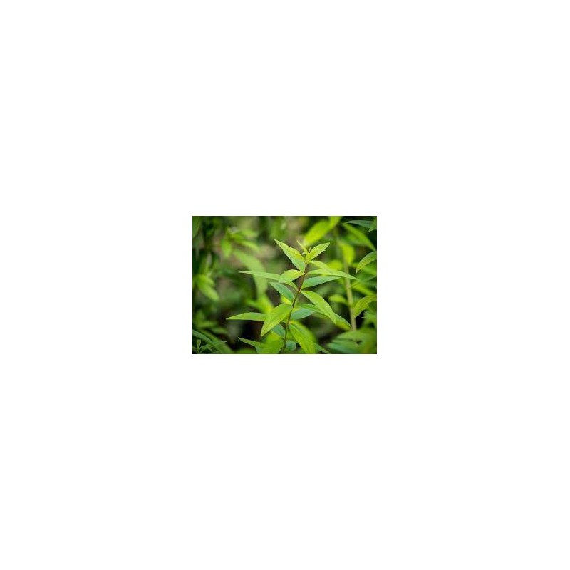 VERVEINE ODORANTE Feuille (Aloysia citrodora) 100/250 G