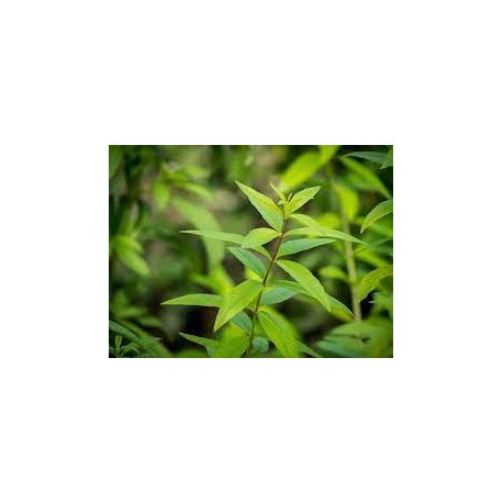 VERVEINE ODORANTE Feuille (Aloysia citrodora) 100/250 G