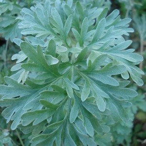ABSINTHE Grande Plante (Artemisia absinthium) 100/250 G